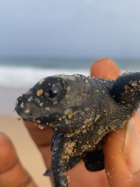 Baby turtles were carefully released into the Togo ocean by members on 16 August, 2025.