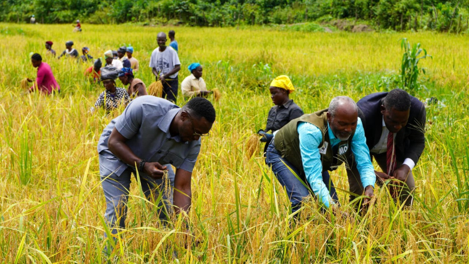 Minister Perry, Honorable Juaquellie, and Elder Nyanforh hlep bring in the harvest on 12 August, 2025.